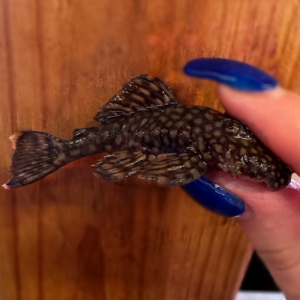 Pseudancistrus sp. (L259 | LDA032)