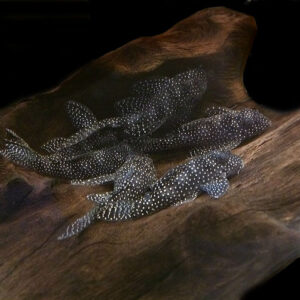 L262 - Fine Dotted Pleco (Hypancistrus sp.)