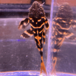 L273 Titanicus Pleco