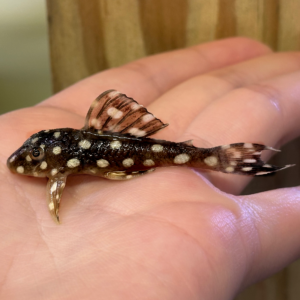 L368 Moon Pleco (Scobinancistrus sp.)