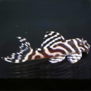 Rio Curua Pleco (Hypancistrus sp. L401)