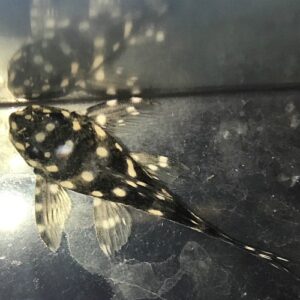 Mini Snowball Pleco Dwarf Hypancistrus (Hypancistrus sp. - L471)<br >COMING SOON