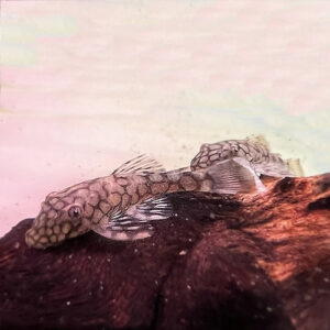 L519 Kiefner (Ancistrus sp.)<br >