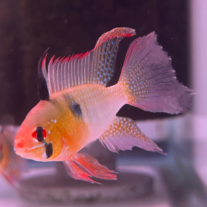 Hi-Fin German Blue Rams<br >