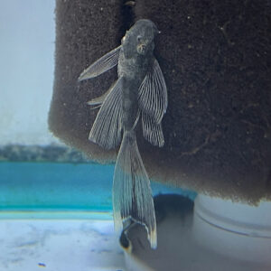 LongFin Green Dragon Ancistrus Pleco<br >