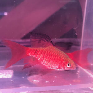 Rosy Barb - Puntius conchonius <br > FEMALES ONLY!