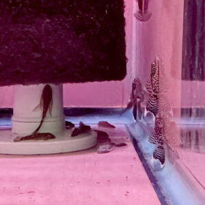 Long-Fin Bushynose Pleco, Bristlenose Pleco - (Ancistrus cf. cirrhosus)