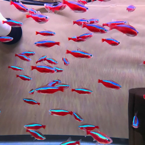 Cardinal Tetra (Wild Caught)<BR> CURRENTLY UNAVAILABLE
