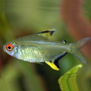 Lemon Tetra