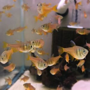 Lemon Von Rio Tetra<BR >