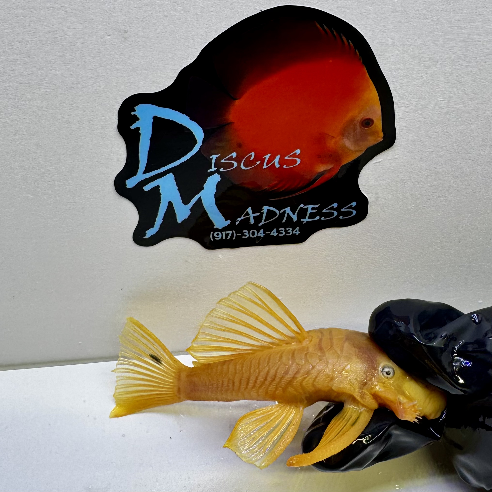 Albino Lemon Blue Eyed Ancistrus Pleco (L144A)<br > - Image 3