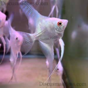 Lilac Bulgarian Angelfish