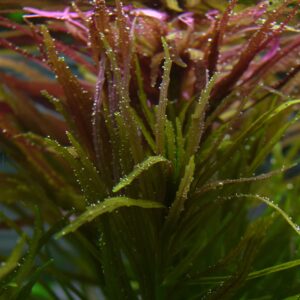 Limnophila aromatica