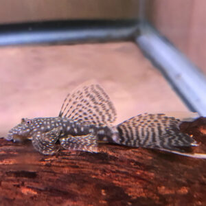 Black Marble Ancistrus Long Fin Pleco<br >Currently Unavailable Pleco