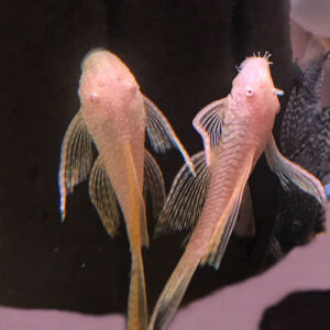 Albino Longfin Ancistrus Pleco (L144)