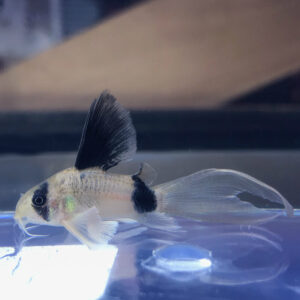 Panda Corydora- LONG FIN<br >
