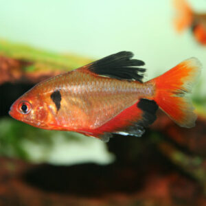 Serpae Tetra- LONG FIN