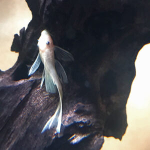 LONG FIN Snow White Ancistrus *RARE* <br >