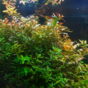 Narrow Leaf Ludwigia