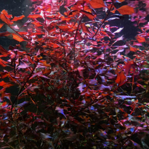 Ludwigia Natans Super Red<br >