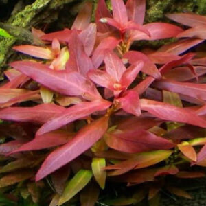 Ludwigia glandulosa
