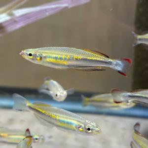 Madagascar Rainbow (Bedotia madagascarensis)