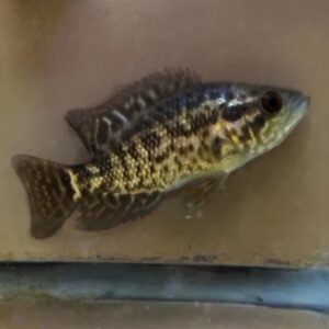 Jaguar Cichlid - Managuense (Parachromis managuensis)