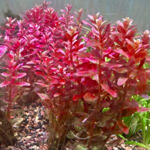 Rotala Macrandra Mini