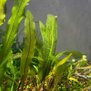 Madagascar Lace Plant