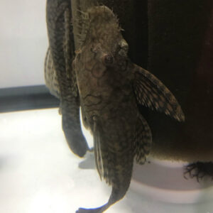 Ancistrus sp. 'Madre De Dios' Pleco (L509)<br >Currently Unavailable