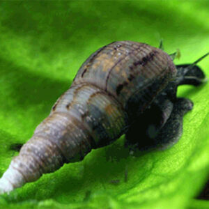 Malaysian Trumpet Snail (pack of 20+)<br >Currently Unavailable