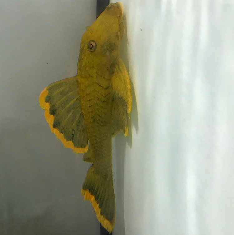 Mango Pleco - (Baryancistrus chrysolomus L047)