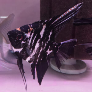Gold Marble Angelfish