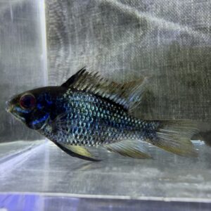Metallic Blue Rams