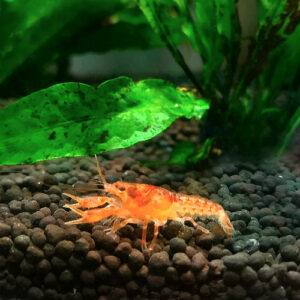CPO Mexican Mini Lobster (Cambarellus patzcuarensis 'orange')