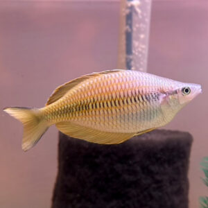 Meyado Rainbow  (Melanotaenia Meyado)