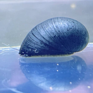 Black Military Helmet Snail (Neritina Pulligera)<br >Currently Unavailable