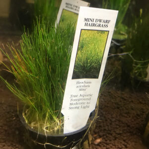 Mini Dwarf Hairgrass (Eleocharis acicularis 'mini')