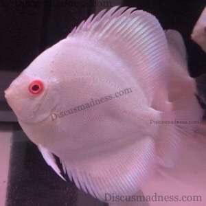 Mother Of Pearl Diamond