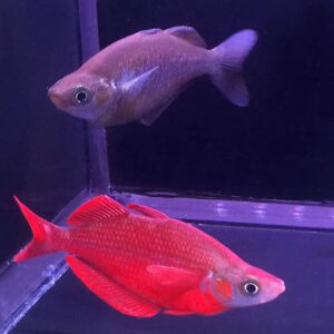 Red Millenium Rainbow (Glossolepis incisus) (Singles/Non-Pairs) <br > FEMALES ONLY!