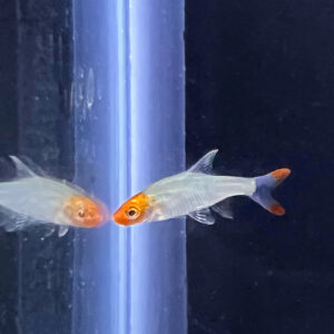 Rummy Nose Rasbora / Naked Micro Rasbora - Sawbwa resplendens <br > (WILD)