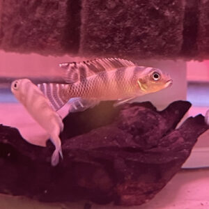 Cross Dressing Dwarf Cichlid - Nanochromis transvestitus (CURRENTLY UNAVAILABLE)