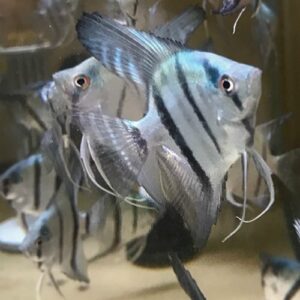Neon Blue Angelfish
