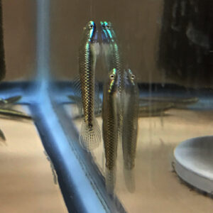 Neon Blue Goby (Stiphodon atropurpreus)