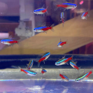 Neon Tetra