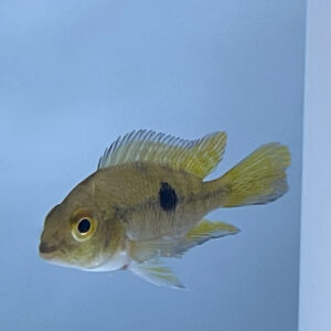 Nicaragua Cichlid (Hypsophrys nicaraguensis)