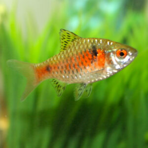 Odessa Barb (Pethia padamya)