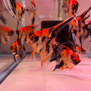 Super Calico Koi Angelfish<br >