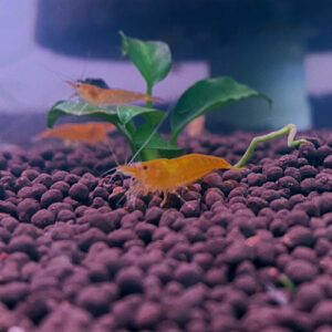 Tangerine Shrimp
