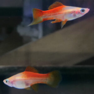 Orange Pineapple Swordtail